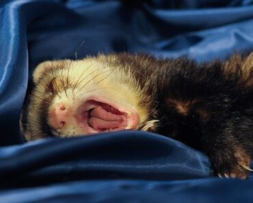 Which litter to choose for your ferret?
