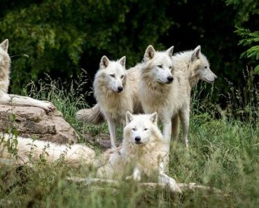 How does a wolf pack work?