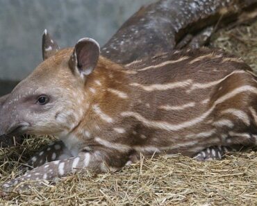 Discover the tapir, this little-known mammal