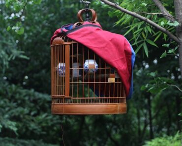 Which cage to choose for your bird?