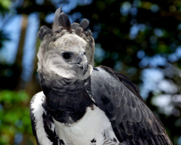 Harpy eagle: 5 things to know about this raptor