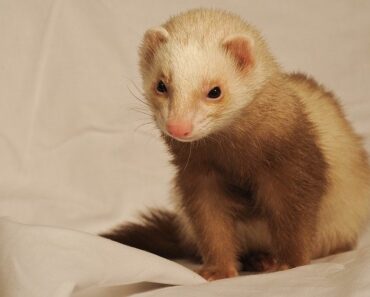 Ferret Feeding: What ferrets like and what they shouldn’t be fed