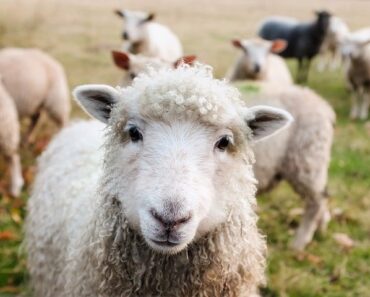 Adopting a sheep: 2 things to know before taking the plunge
