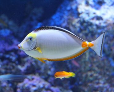 How to introduce new fish in your aquarium?