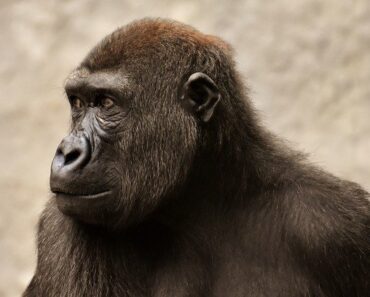 Who are the Great Apes? Discover the list