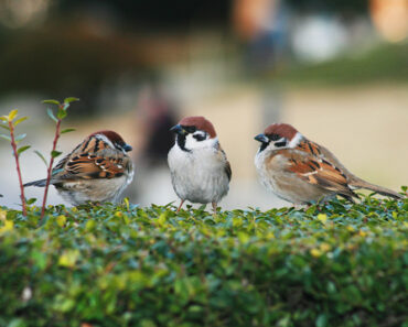 The Japanese Sparrow: who is he? Advice and good breeding practices