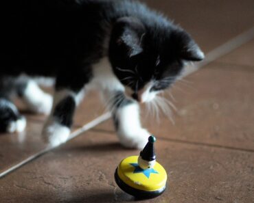 What toys to give your kitten?
