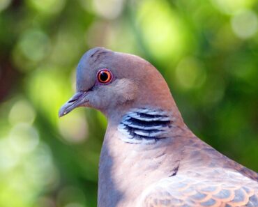 The domestic turtledove: advice and good breeding practices