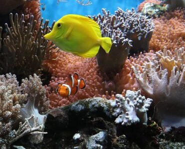 Choosing and installing your first aquarium