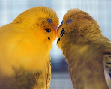 Lovebirds at home