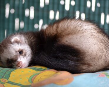 I want a ferret!