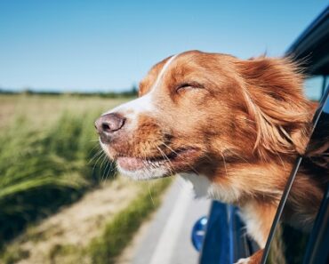 Travelling by car with your dog