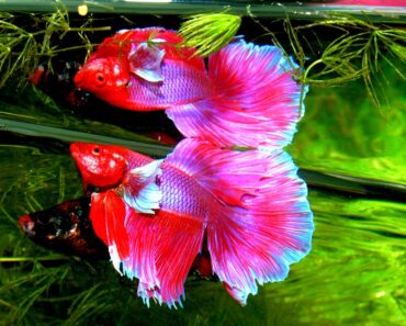 Getting off to a good start with Betta splendens