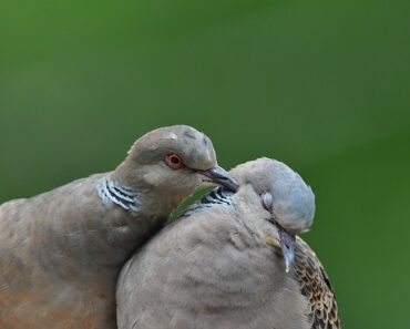 Breeding of pigeons and turtledoves