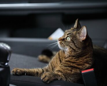 Tips for traveling with cats