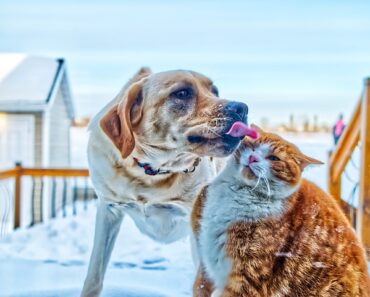 Dog and cat: what treats should I give my pet?
