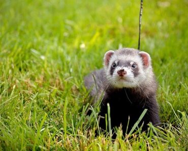 How does ferret reproduction take place?