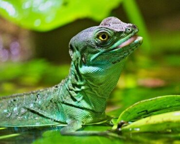 How does moulting occur in reptiles?