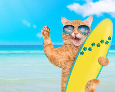 Discover the adorable cat Kuli, one-eyed and surfing