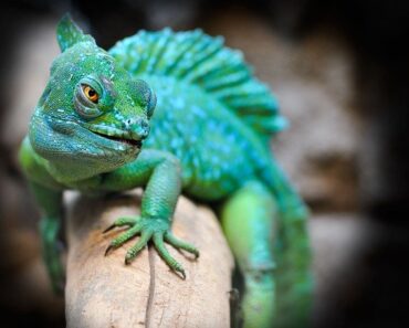 What diseases can reptiles transmit to humans?