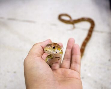 What should I do with my snake during the vacations?
