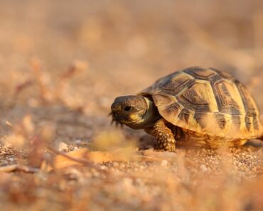 When and how does the land turtle hibernate?