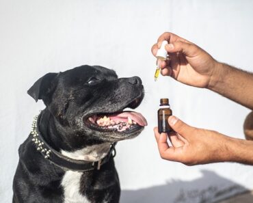 What oil to give your dog?