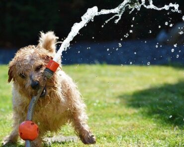 How to refresh your dog in summer