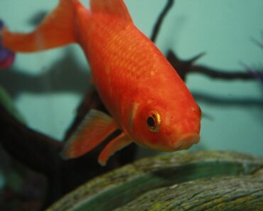 My first goldfish aquarium