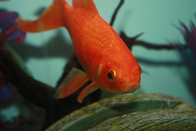 goldfish aquarium fishes