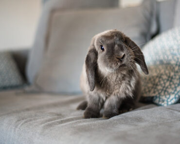 how to raise a rabbit in an apartment?