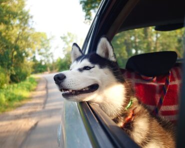 Practical guide to go on a trip with your dog
