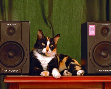 Cats and music!