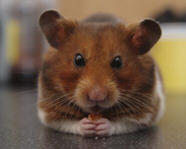 Hamster : all about him !