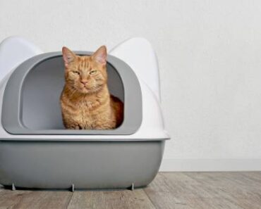 Cat litter: 10 things to know!