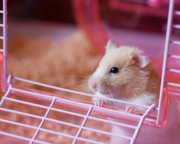 How to arrange your hamster’s cage?