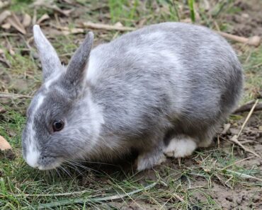 Outdoor enclosure: make your rabbit happy!
