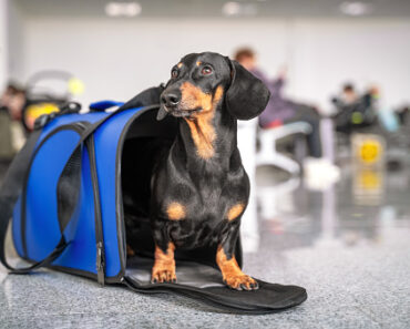 10 tips for flying with your dog