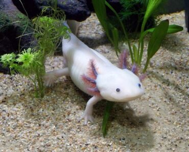 I want an axolotl!
