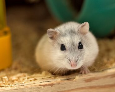 What are the common diseases in hamsters?
