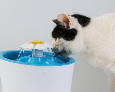 Water fountain for cats: 5 good reasons to adopt it