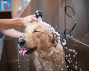 How to wash your dog?