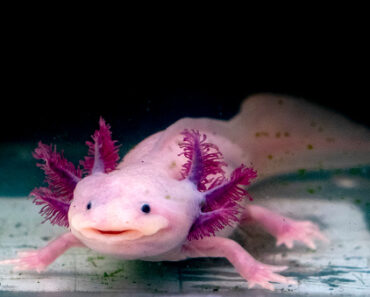 How to arrange the aquarium of my axolotl?