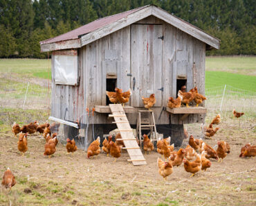 How to maintain your chicken coop?