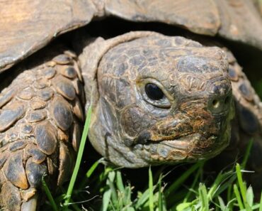 How to prepare the hibernation of my tortoise?