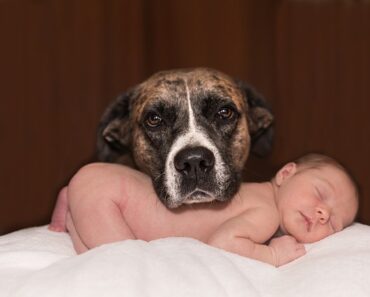 How to prepare your dog for the arrival of a baby?