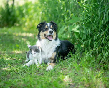 Taking good care of your dog and cat in autumn