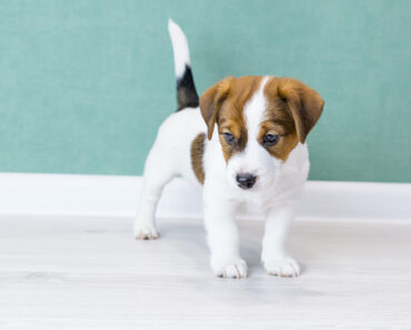 Jack Russell puppy: How to train him well?