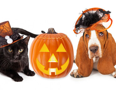 Halloween treats for dogs and cats!