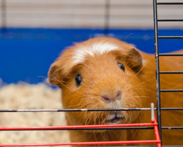 5 must-have accessories for my guinea pig’s cage
